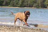 BULLMASTIFF 070